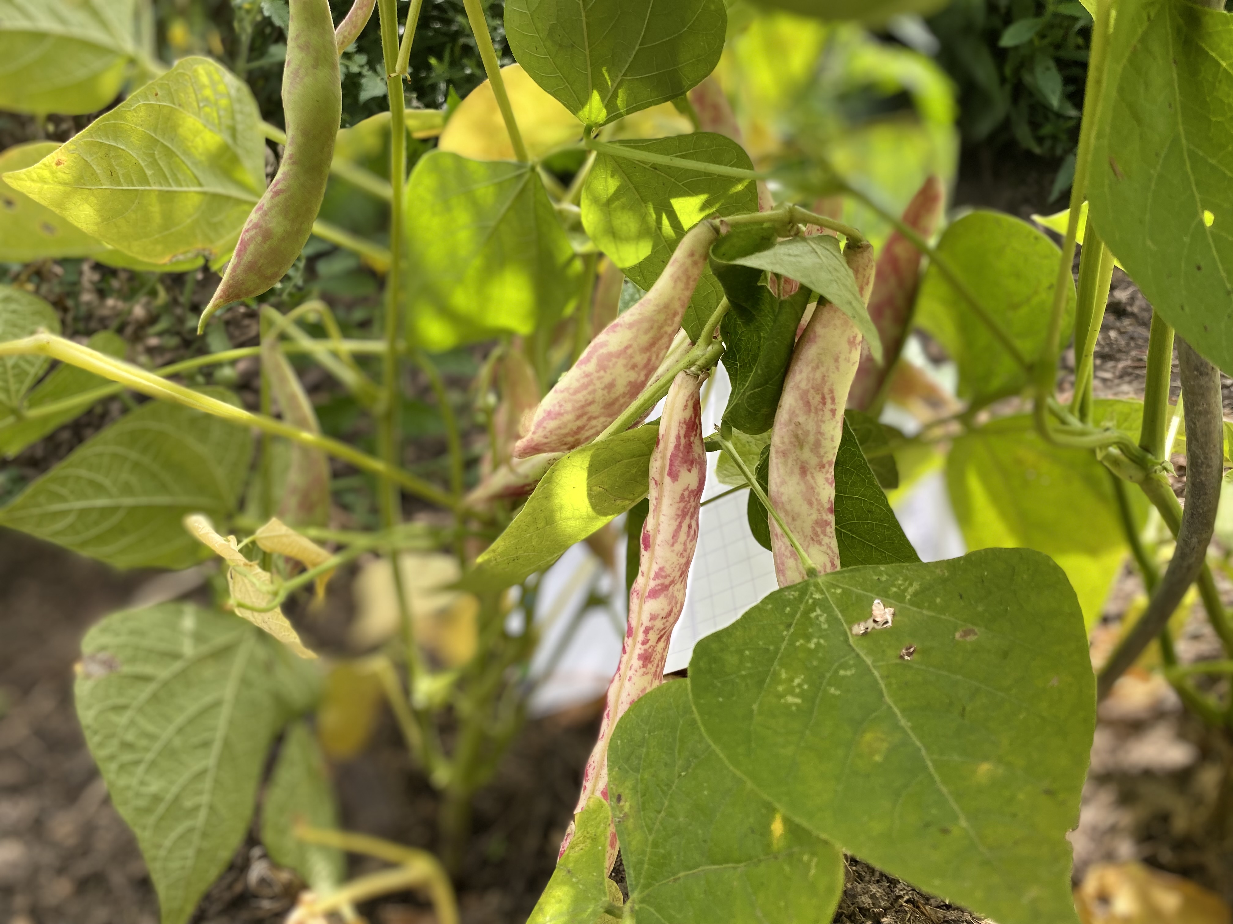 Citizen Science Experiment